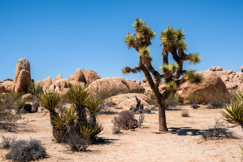 11 lugares inolvidables para campamentos de casas rodantes en Nevada (tanto parques como rústicos)