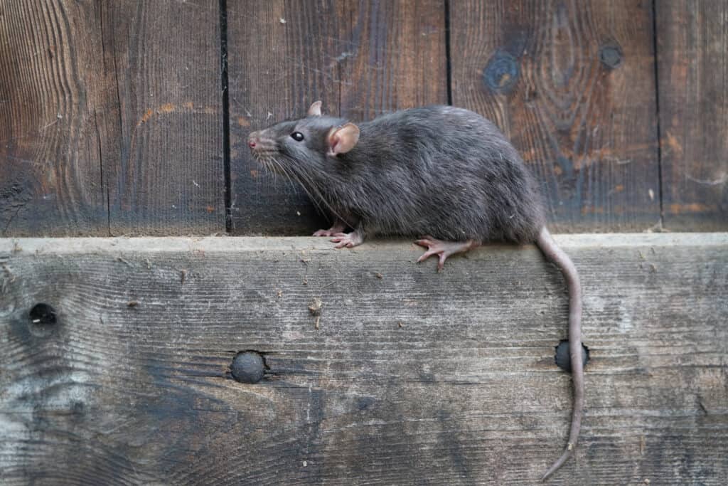 ¿El seguro de RV cubre daños por roedores?