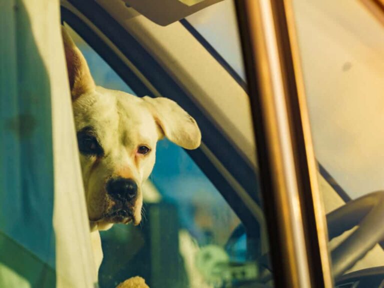 ¿Por qué los parques de casas rodantes tienen restricciones de raza de perros?